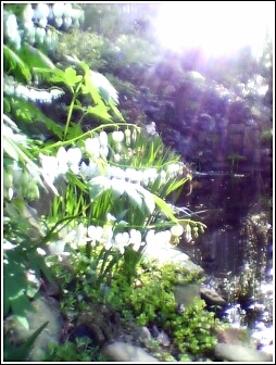 bleeding heart revised1.jpg