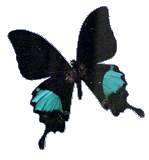 cbutterfly3.png