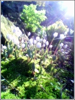 blood root revised 2.jpg