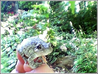 tree frog cropped revised.jpg